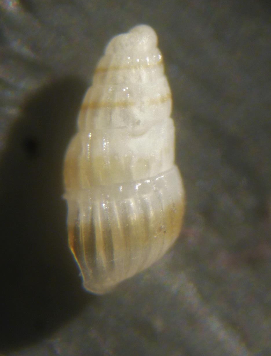 Pyramidellidae da determinare